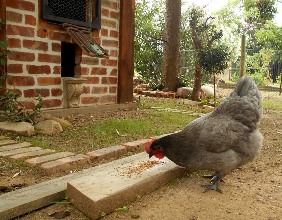 Fleur Bleue & The Timber Frame Bed & Breakfast Heidelberg  Ngoại thất bức ảnh